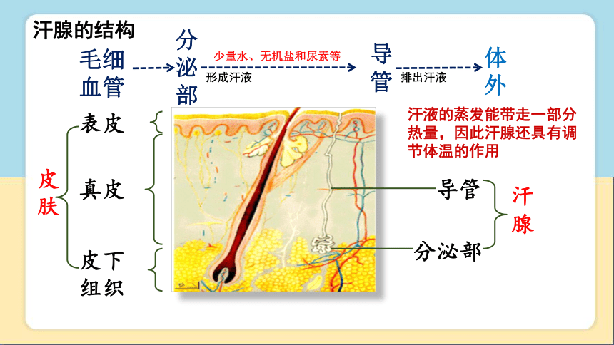 2020-2021学年人教版七年级生物下册  4.5人体内废物的排出 课件（29张PPT）