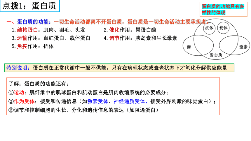 04 蛋白质和核酸-2024年高考生物一轮复习（新教材新高考）（共20张PPT)