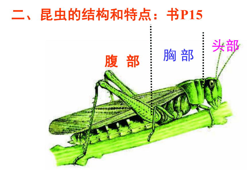 冀教版七上生物 4.5节肢动物 课件（27张PPT）