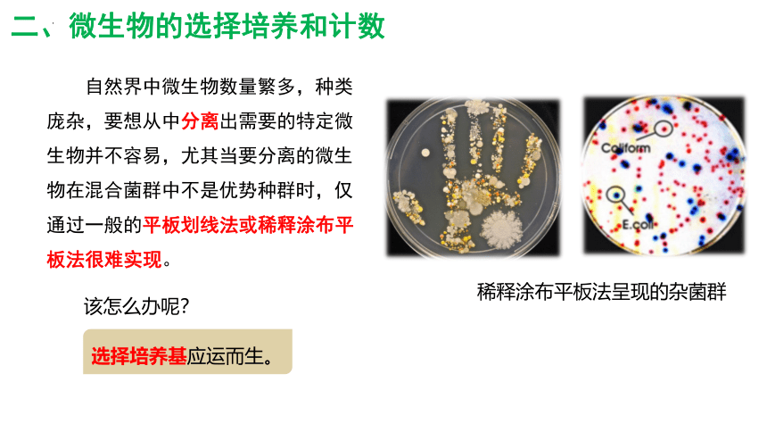 1.2.2微生物的培养技术及应用课件2(共29张PPT)022-2023学年高二下学期生物人教版选择性必修3