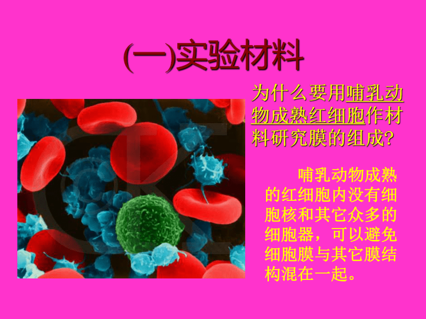 人教版生物高中必修1--3.1：细胞膜――系统的边界(24张PPT)