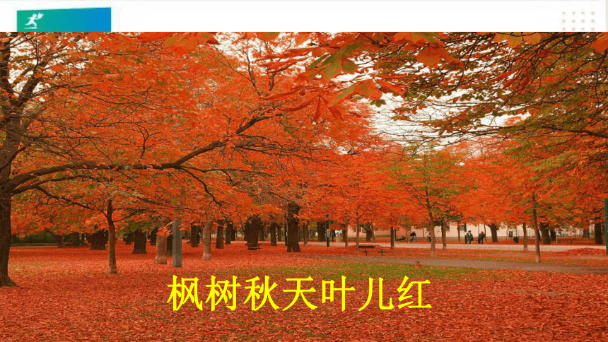 统编版语文二年级上册：识字2·树之歌  课件（共24张PPT）