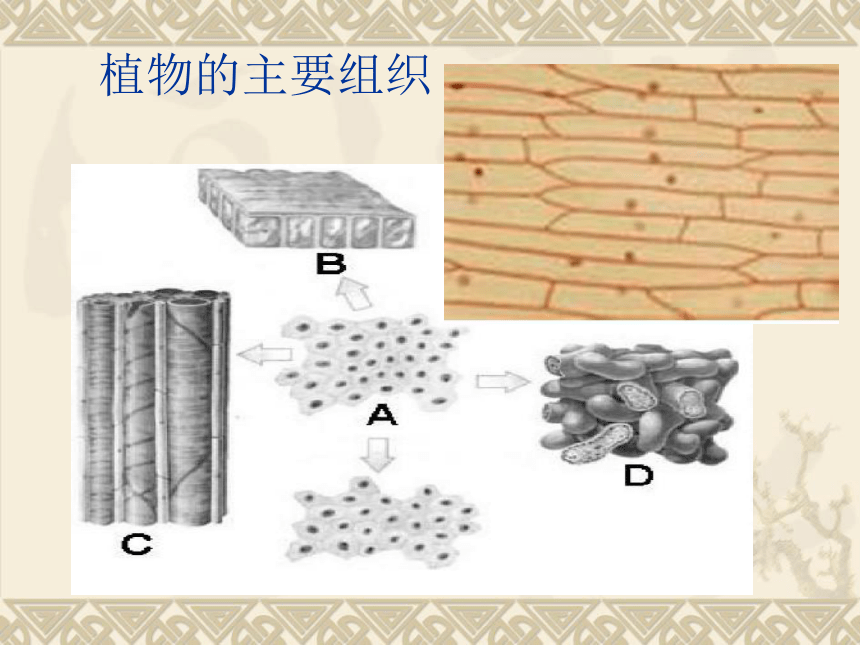 生物体结构层次复习课件(共30张PPT)