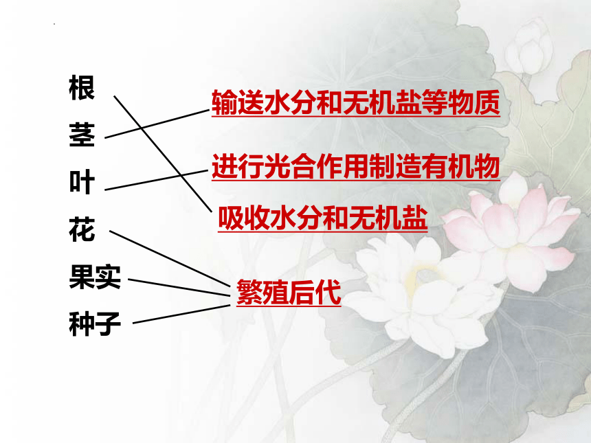 2.2.3 植物体的结构层次课件(共32张PPT) 2022-2023学年人教版七年级上册生物