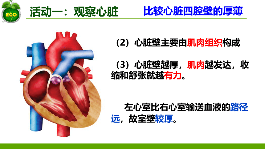 3.3.2物质运输的器官-心脏(1)课件(共31张PPT)2022--2023学年济南版生物七年级下册