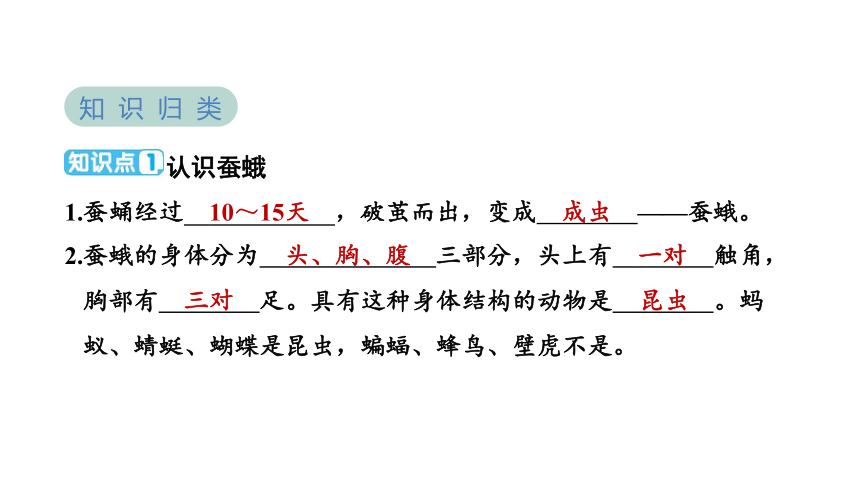 教科版（2017秋）科学三年级下册2.5茧中钻出了蚕蛾 学案课件(共20张PPT)