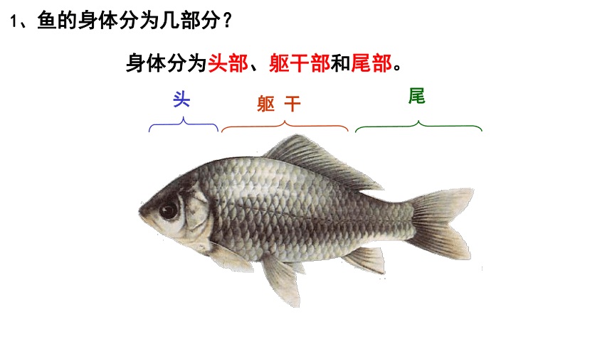 2022-2023学年人教版八年级生物上册 5.1.4鱼课件（共20张PPT 含两段视频）