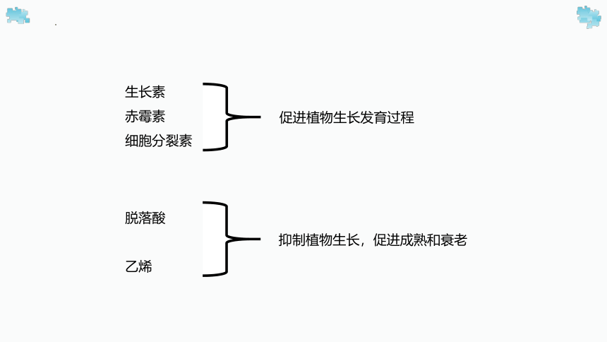 生物北师大版（2019）选择性必修1 5.2 主要植物激素的功能及其相互作用 课件(共25张PPT)