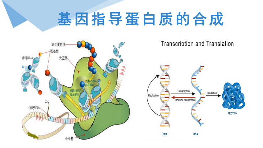 4.1 基因指导蛋白质的合成（第1课时） 课件(共19张PPT有视频) 2022—2023学年高一下学期生物人教版必修2