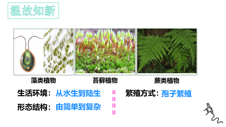 3.1.2种子植物课件(共31张PPT)