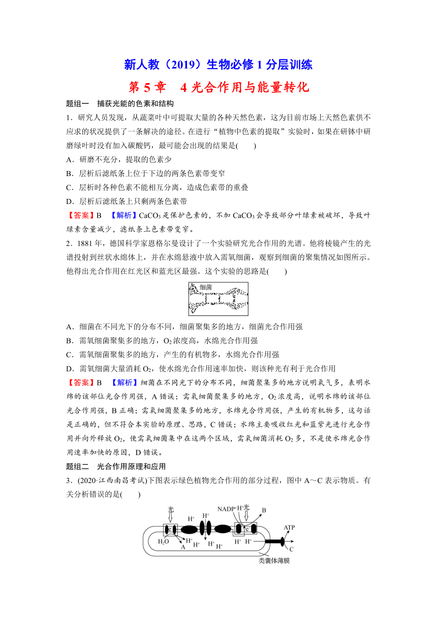 新人教（2019）生物必修1分层训练：第5章 细胞的能量供应和利用 4光合作用与能量转化（解析版）