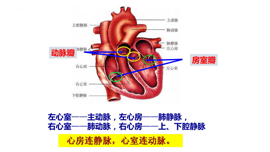4.4.3输送血液的泵-心脏课件(共31张PPT) 人教版生物七年级下册