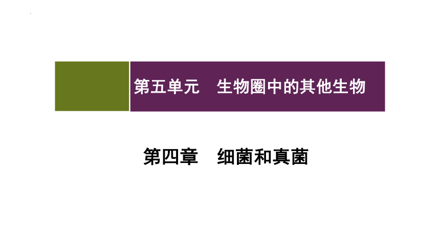 5.4.4细菌和真菌在自然界中的作用 课件(共25张PPT)2022--2023学年人教版八年级生物上册