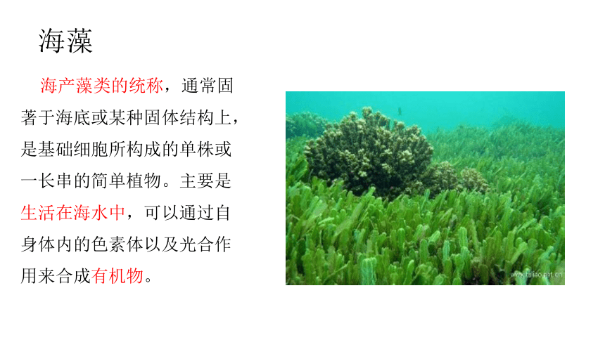 海藻纤维 课件(共14张PPT)《服装材料》同步教学（中国纺织出版社）