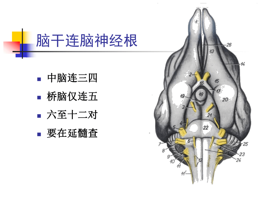 11 神经系统-4 课件(共80张PPT)- 《畜禽解剖生理学》同步教学（高教版）