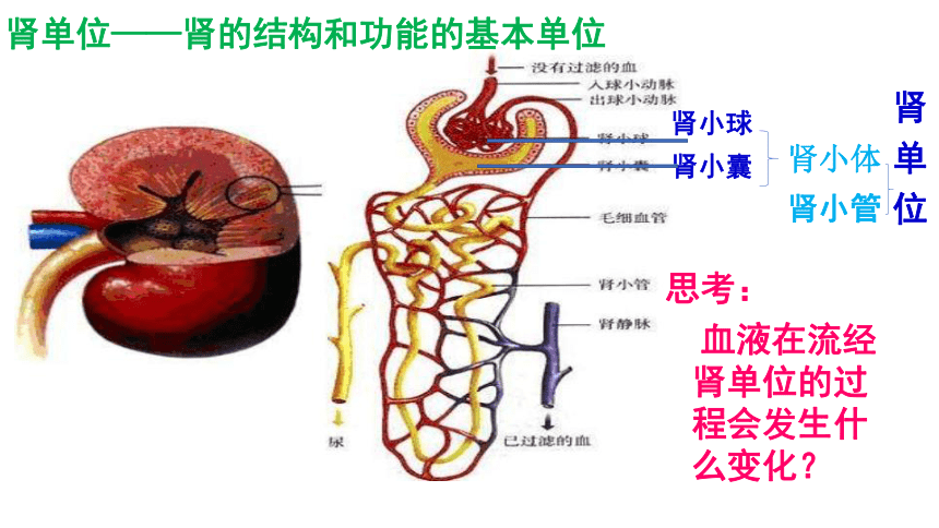 济南版生物七年级下册 3.1人体内废物的排出复习 课件(共27张PPT)