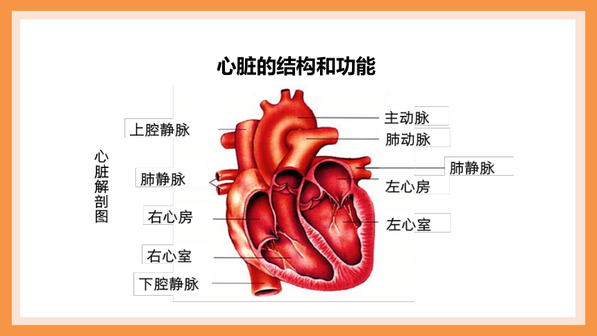 人教版七年级生物下册 4.4.3 输送血液的泵——心脏  课件(共24张PPT)