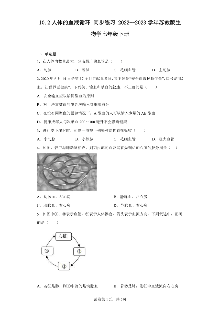 10.2人体内的血液循环 同步练习 （含解析）2022--2023学年苏教版生物学七年级下册