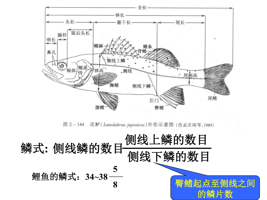 高中生物竞赛动物学教学课件 第17章 鱼纲（139张）