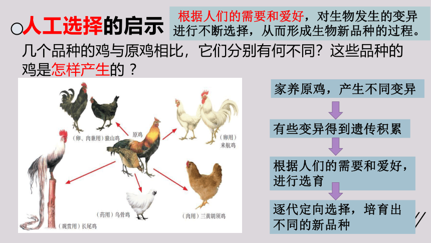 2021--2022学年北师大版生物八年级下册21.2生物进化的原因课件(共25张PPT)