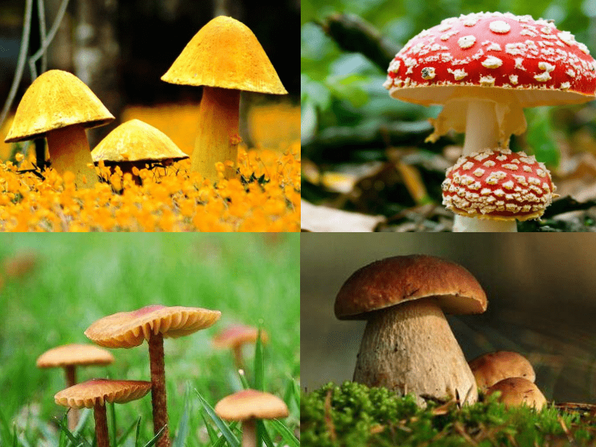 18 蘑菇家园 课件（19张）