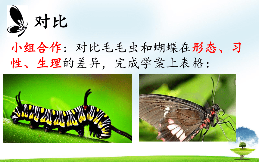 第一节 昆虫的生殖和发育 课件（31张PPT）