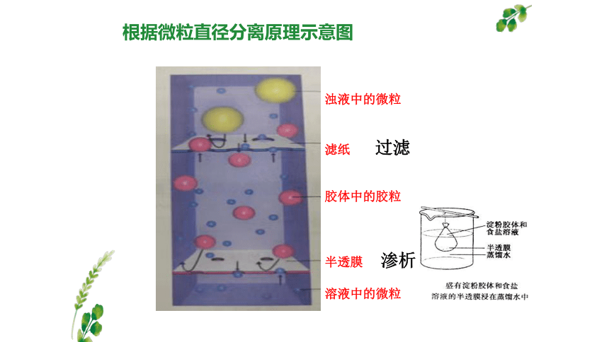 2022-2023学年高中化学鲁科版必修一  2.1元素与物质的分类--胶体 （共36张PPT）