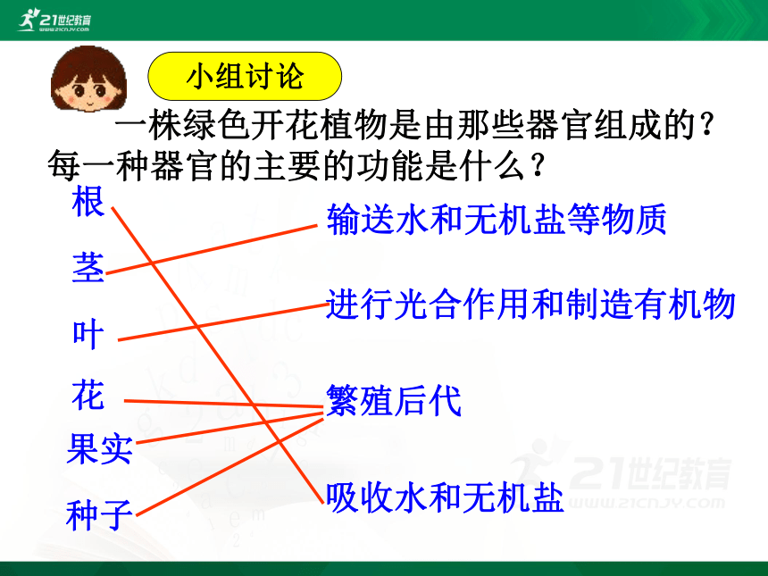 2.2.3 植物体的结构层次（课件）（共18张PPT）