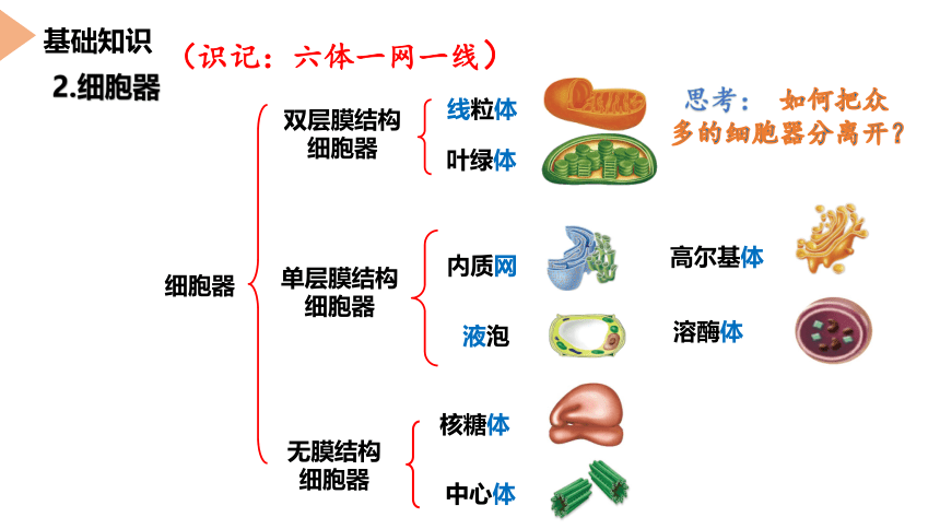 3.2 细胞器之间的分工合作（第1课时）(课件共24张PPT)