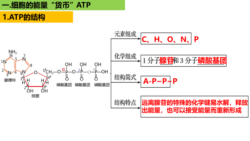 新人教必修1专题复习课件：14 细胞的能量“货币”ATP(共26张PPT)