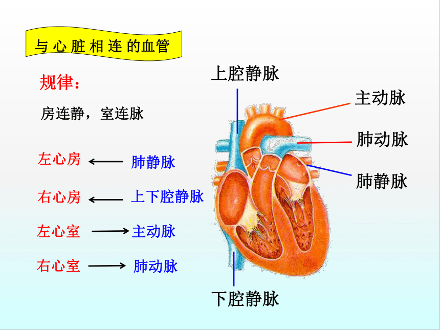 鲁科版（五四制）七年级上册生物4.4.3物质运输的途径课件（25张PPT）