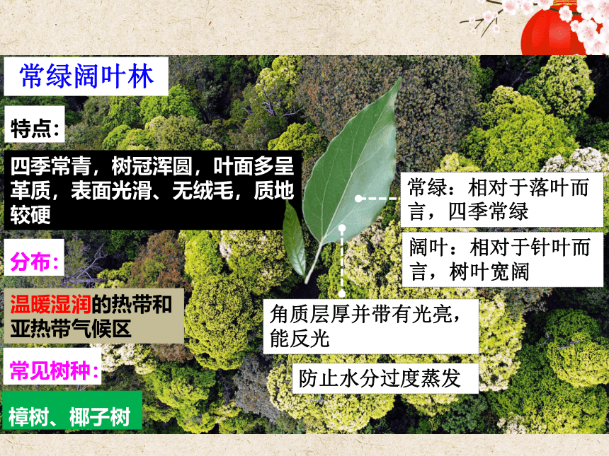 2.3生物圈与植被 课件（36张）