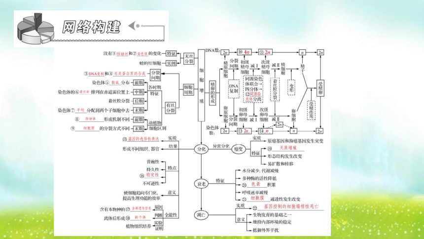 【二轮专题课件】专题2 生命的细胞基础 第3讲 细胞的生命历程(含减数分裂)(共46张PPT)