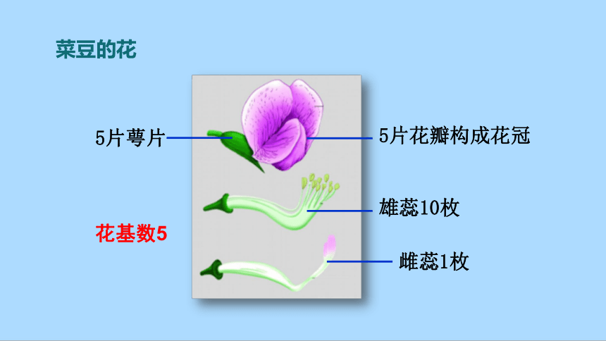 冀教版生物七年级上册1.3.6.1 双子叶植物课件(共20张PPT)