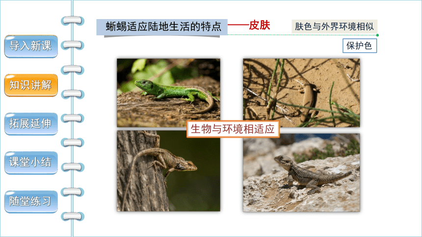 第五节 两栖动物和爬行动物（ 第2课时 ）课件(共31张PPT)