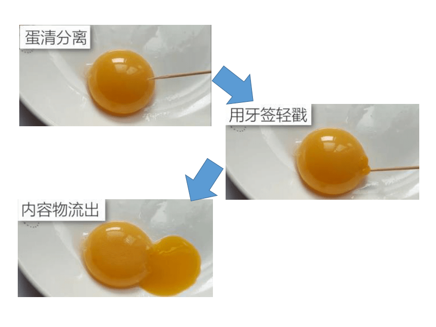 2021-2022学年高一上学期生物人教版必修一3.1细胞膜的结构和功能课件（共39张PPT）