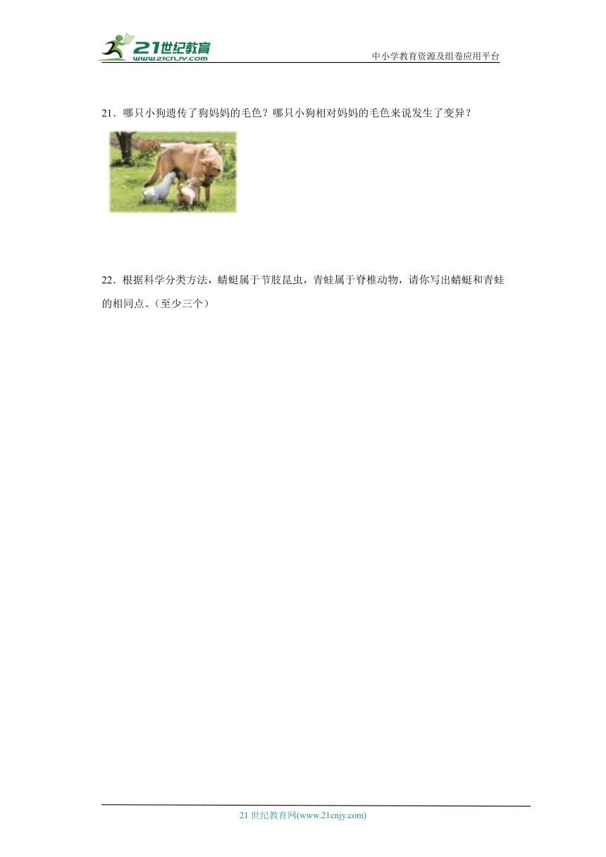 教科版六年级下册科学2.4多种多样的动物（知识点+同步训练）