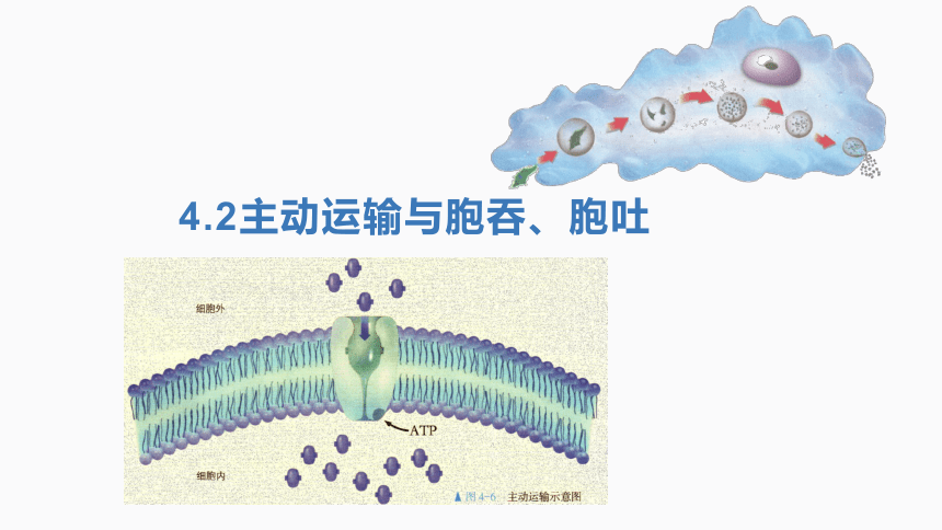 4.2主动运输与胞吞、胞吐（1.5课时）(课件共19张PPT)