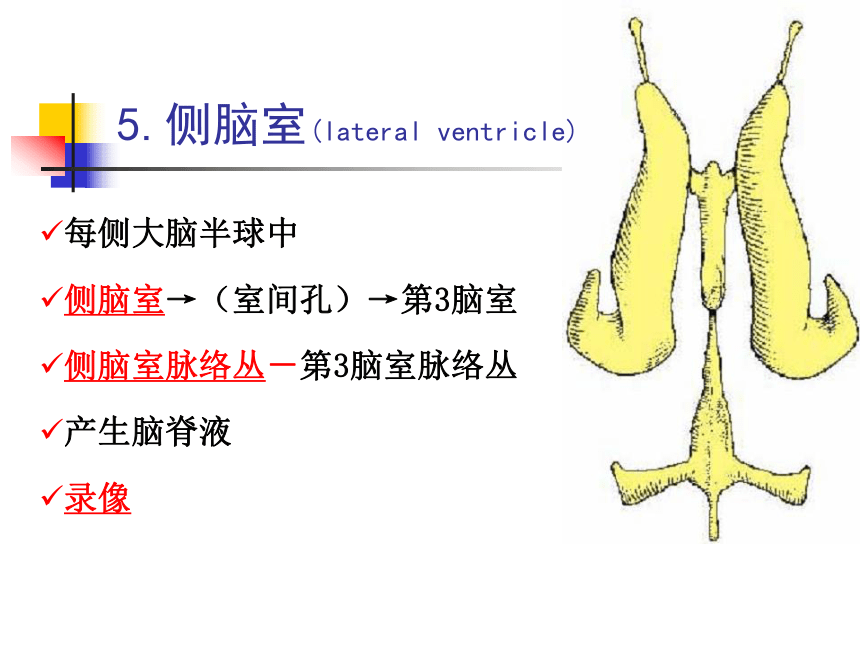 11.神经系统-5  课件(共47张PPT) - 《畜禽解剖生理学》同步教学（高教版）