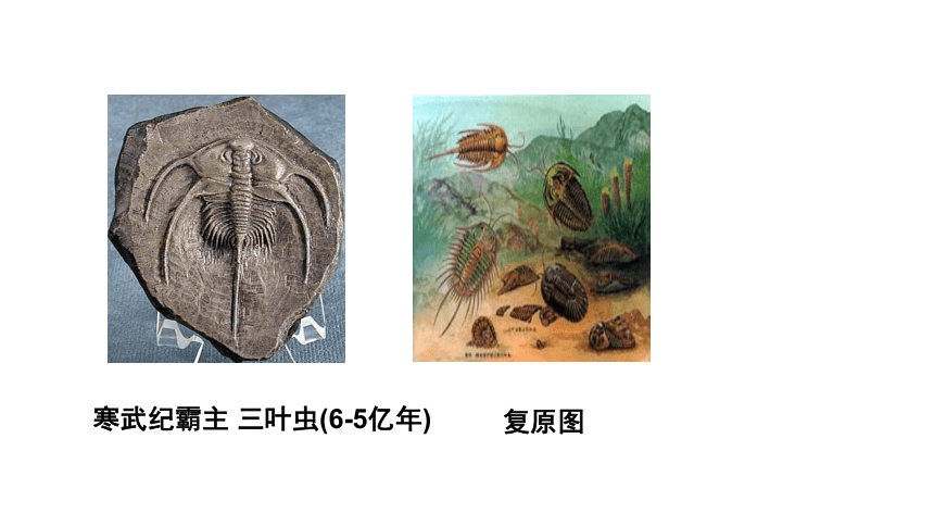 2.3 生物进化课件（20张PPT)