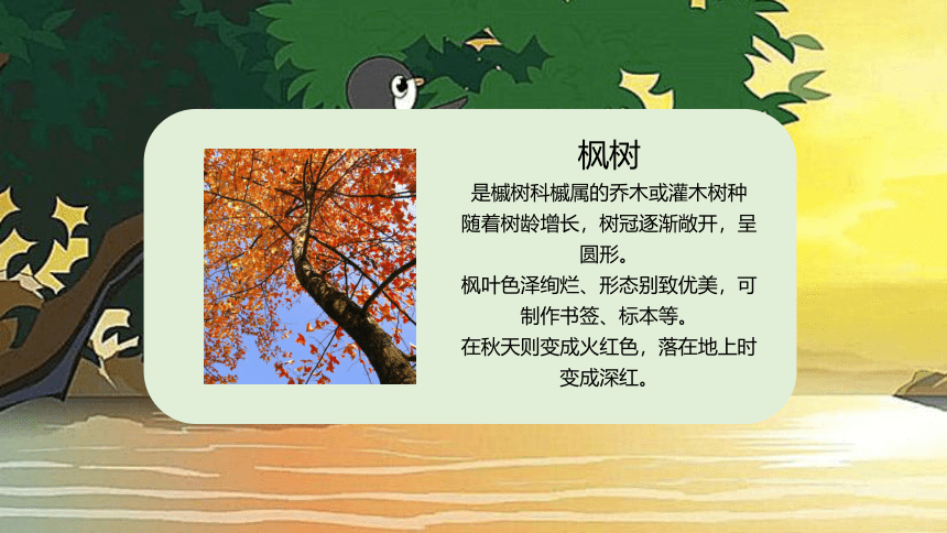 9 枫树上的喜鹊 （课件）(共19张PPT)