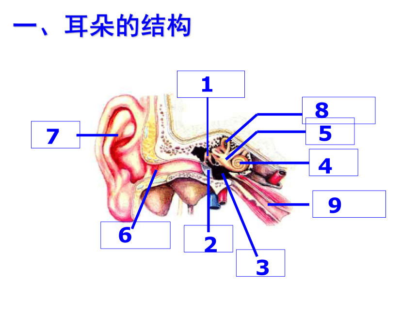 3.2 耳与听觉 课件（共24张PPT）