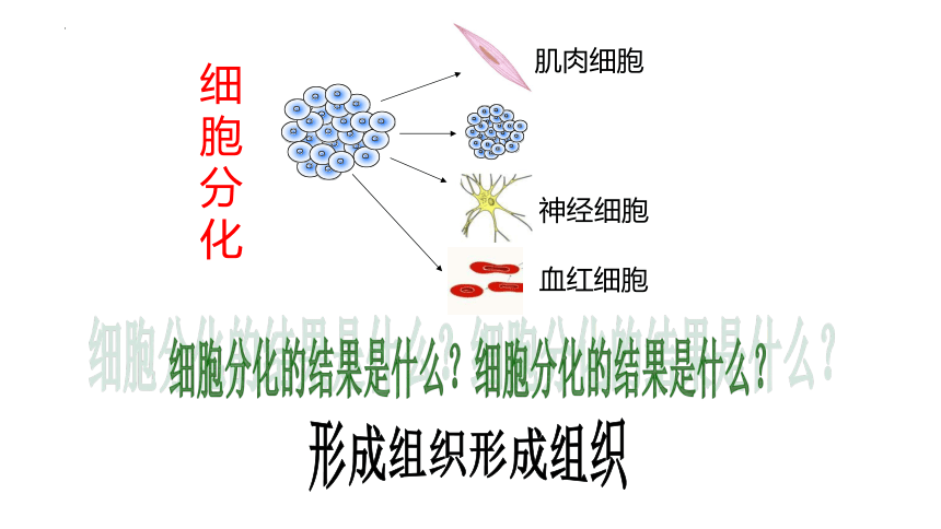 2.2.2 动物体的结构层次课件(共20张PPT)2022--2023学年人教版生物七年级上册