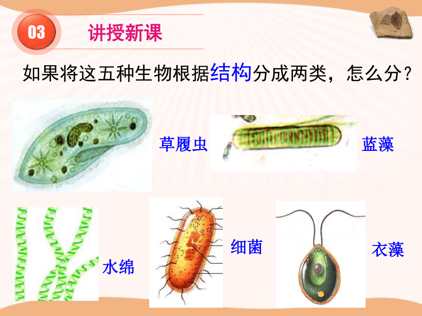 北师大版 八下 7.22. 2原生生物的主要类群  课件（共23张PPT）