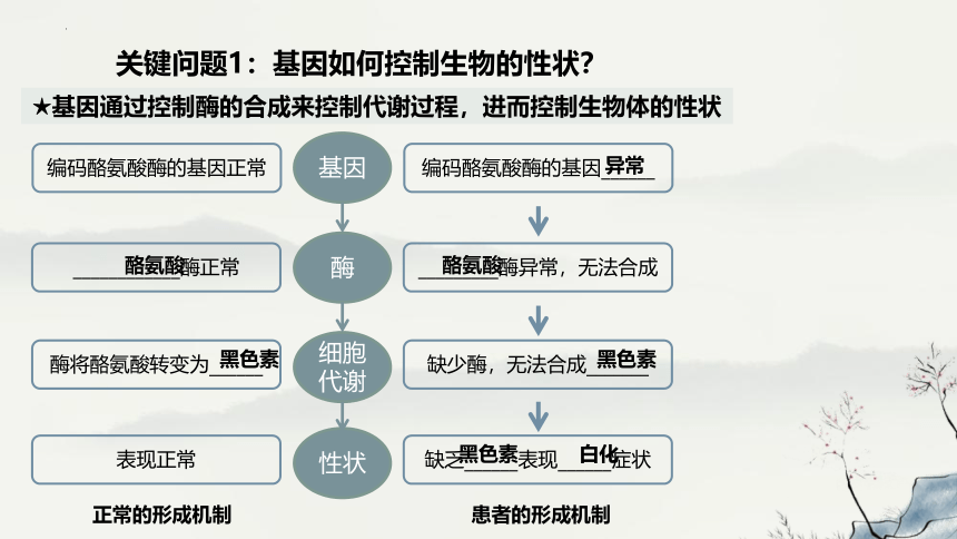 4.2基因表达与性状的关系-教学课件-(共46张PPT2份视频)人教版（2019）必修2