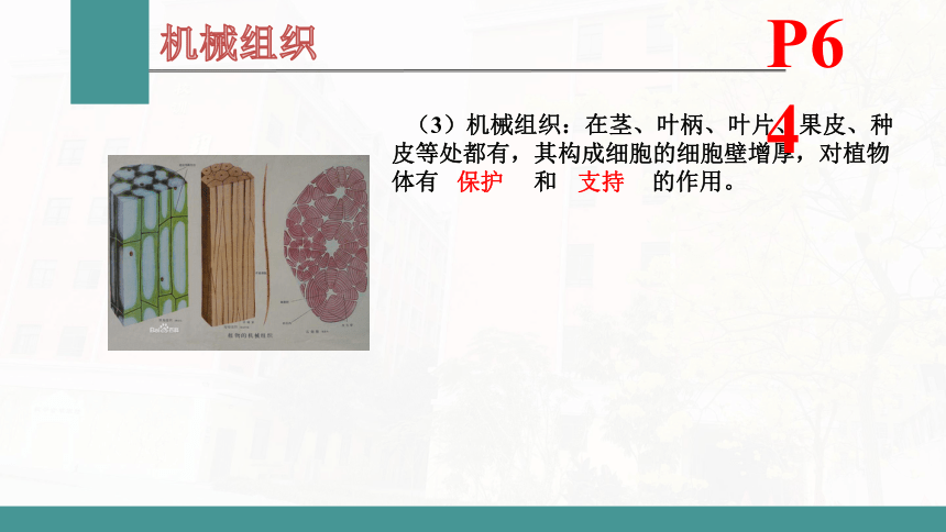 2.2.3 植物体的结构层次  课件(共23张PPT)  2021-2022学年人教版七年级生物上册