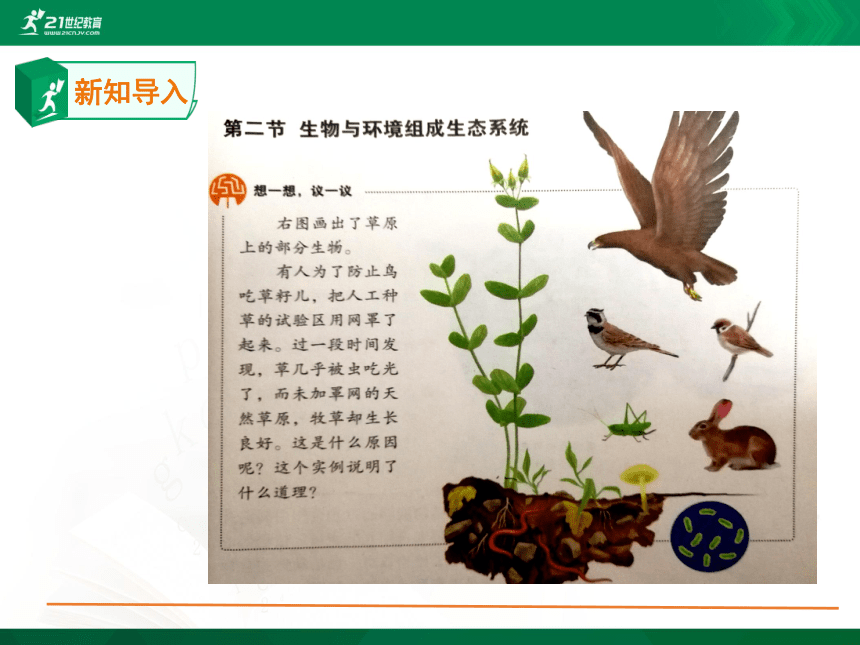 1.2.2生物与环境组成生态系统课件(共29张PPT）