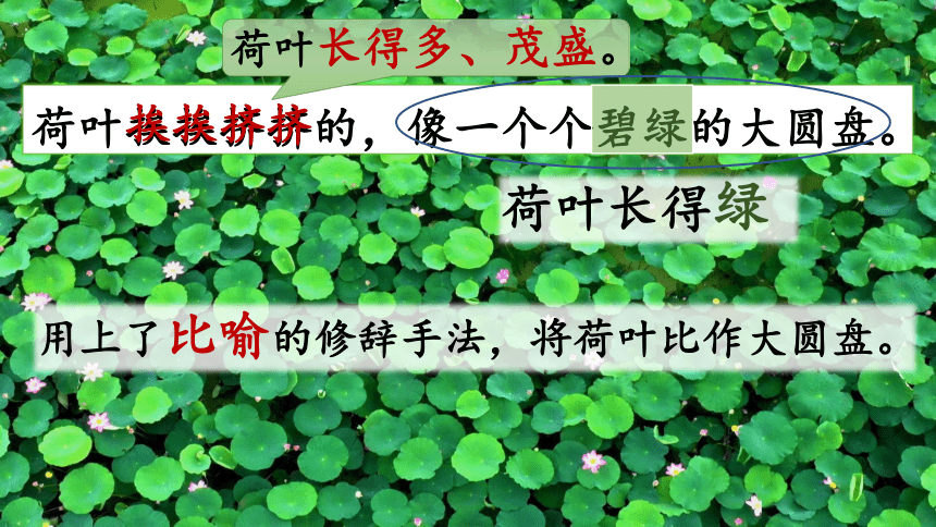 3《荷花》第二课时 课件(共25张PPT)