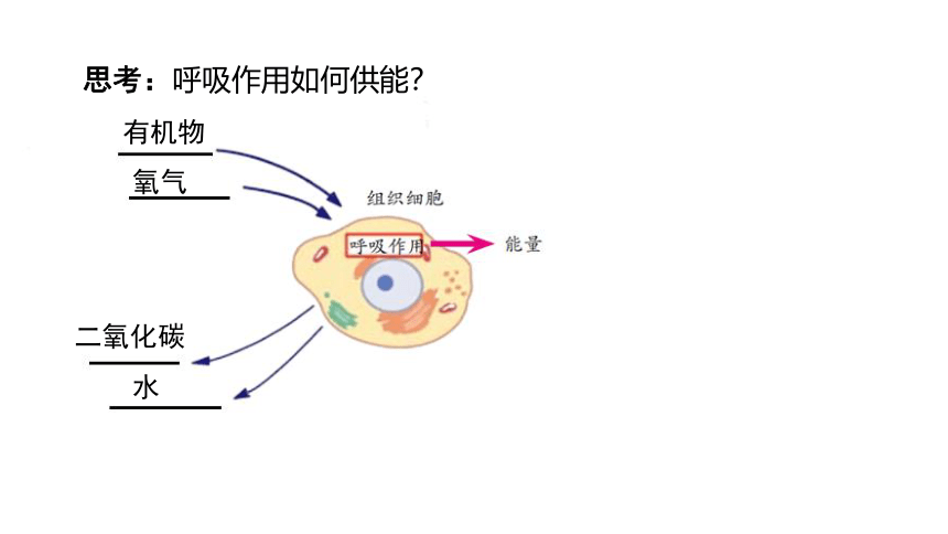 4.4 能量的获得(课件 21张PPT)