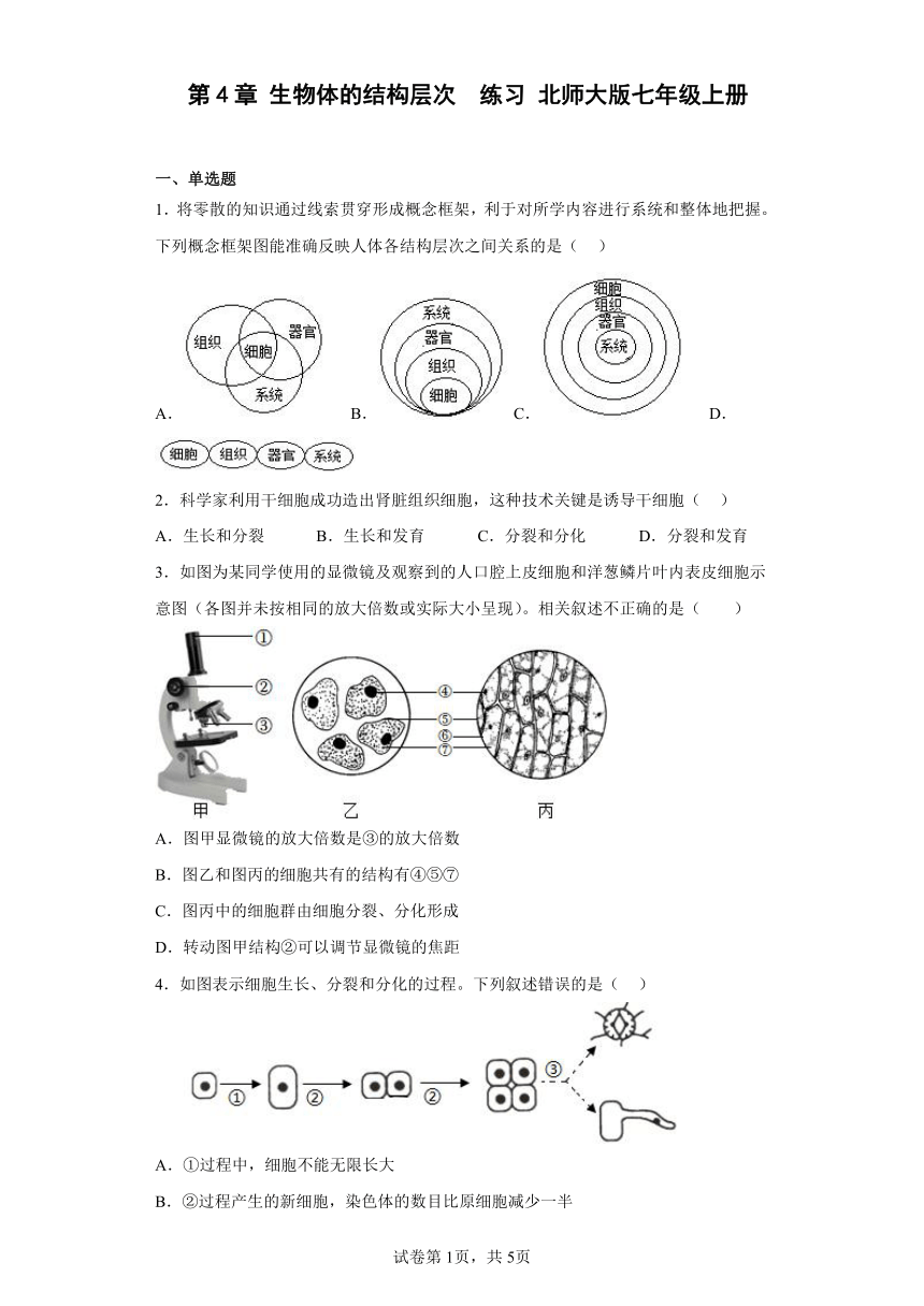 北师大版生物七年级上册 2.4 生物体的结构层次 练习 题（附答案）